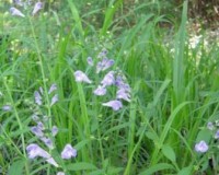 scutellaria lateriflora.jpg